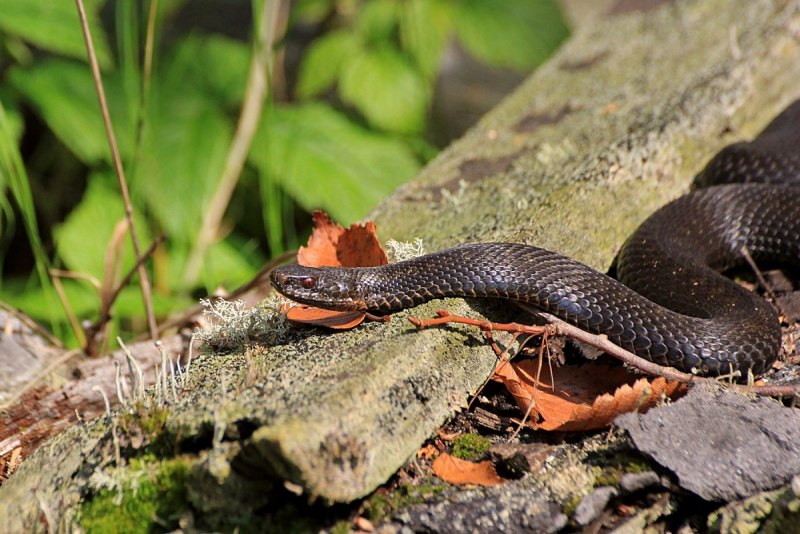 Обыкновенная гадюка (Vipera berus)