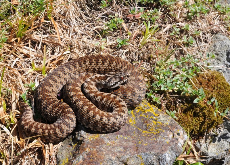 Колючая кустарниковая гадюка (Atheris hispida)