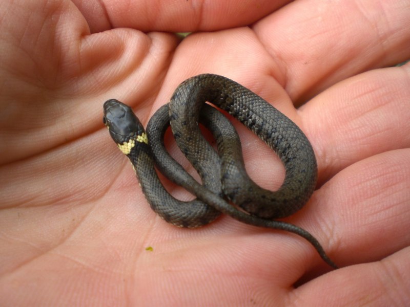 Королевская Кобра (Ophiophagus Hannah)