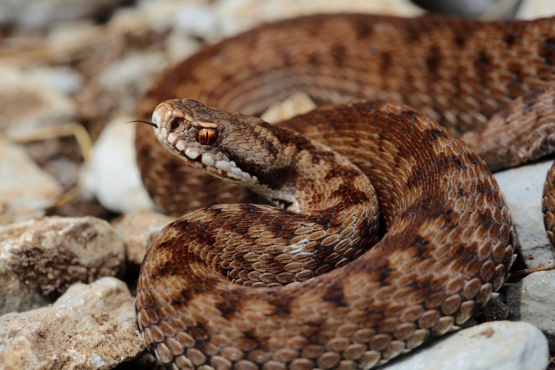 Vipera berus гадюка