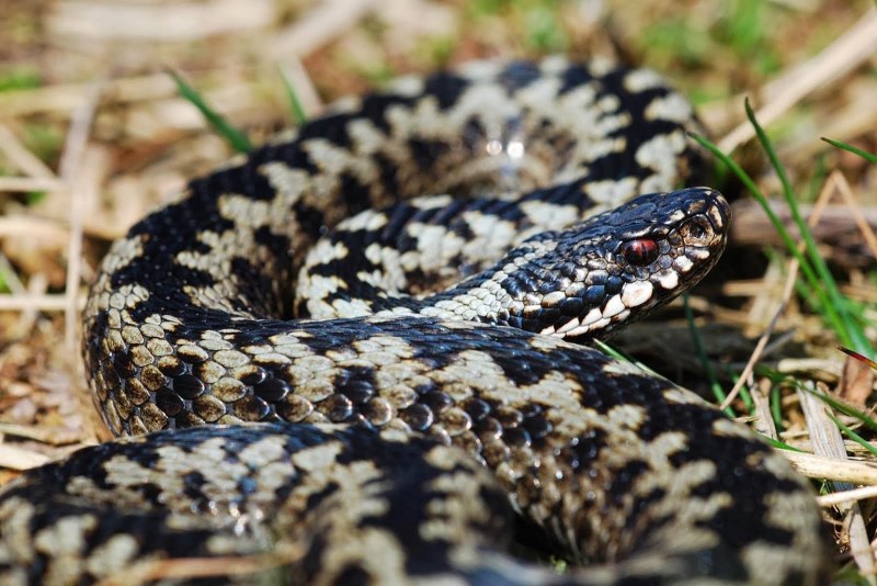 Vipera berus гадюка