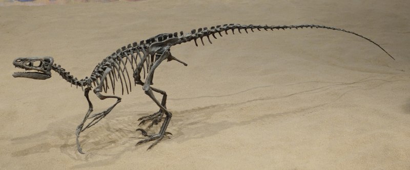 Ornitholestes Skeleton