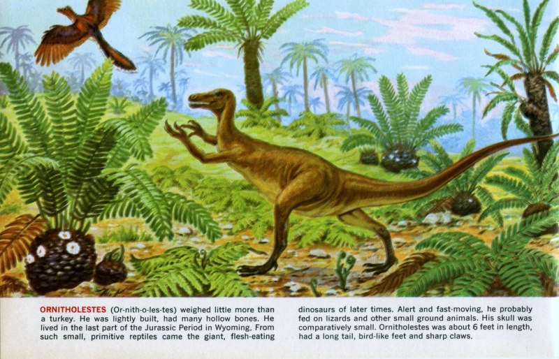 Ornitholestes динозавр
