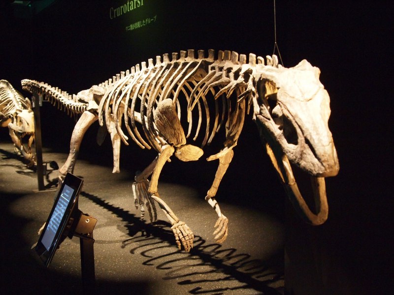 Riojasaurus Incertus