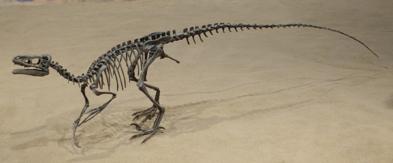 Dinosaur King Цератозавр