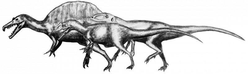 Ornitholestes Hermanni
