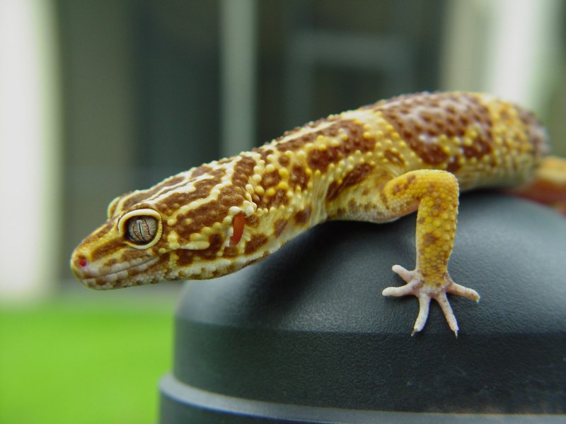 Gecko ящерица эублефар
