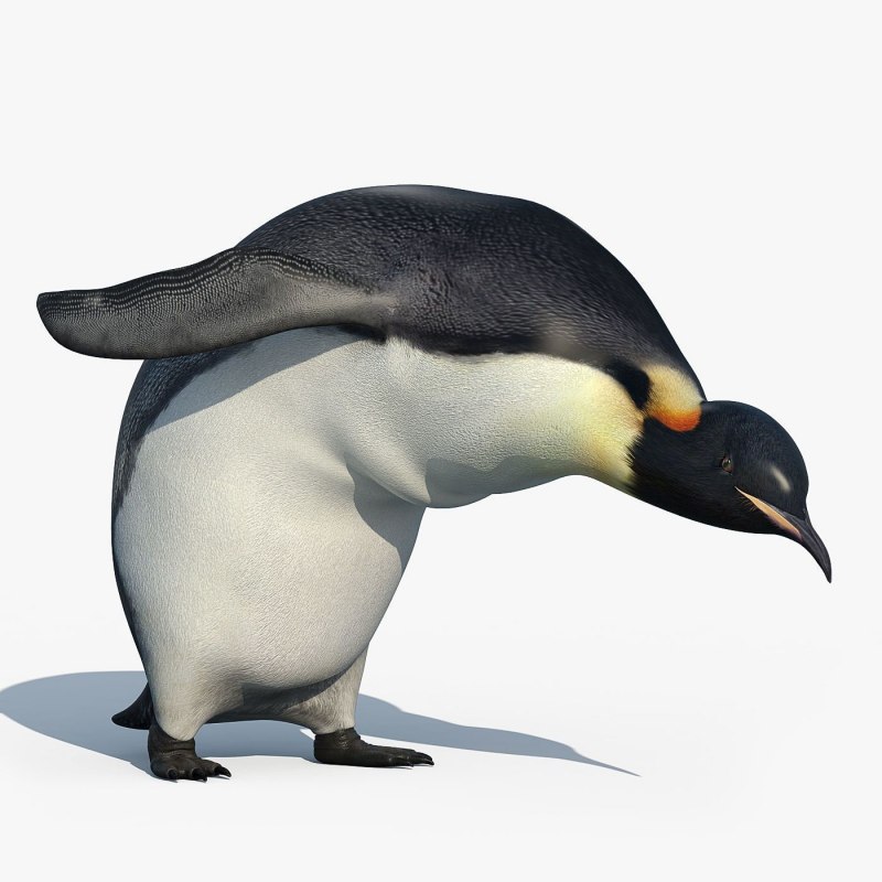 Кланяющийся пингвин (36 фото)