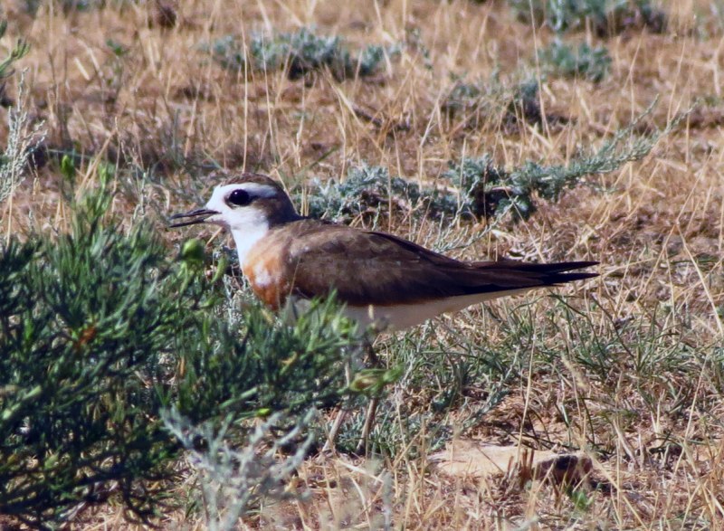 Stamp the Caspian Plover (Charadrius asiaticus)
