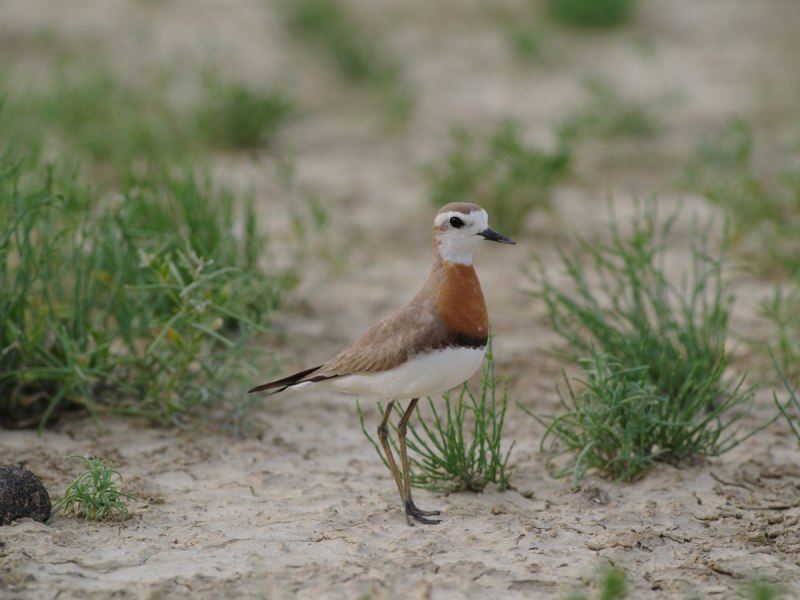 (Charadrius) птица узбекча