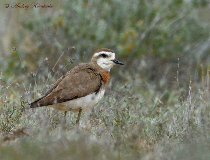 Каспийский зуёк (Charadrius asiaticus)