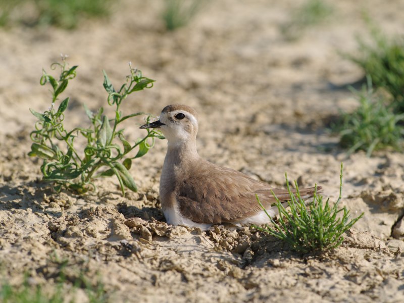 The Caspian Plover (Charadrius asiaticus)
