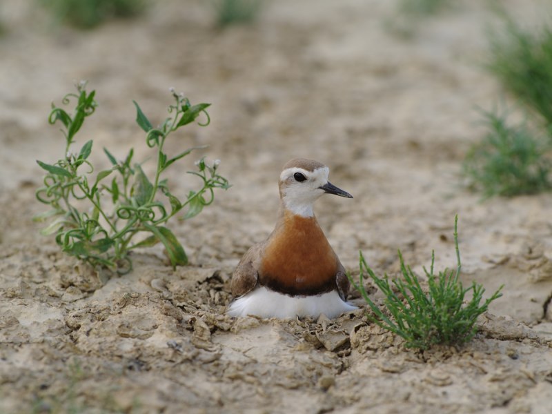 The Caspian Plover (Charadrius asiaticus)