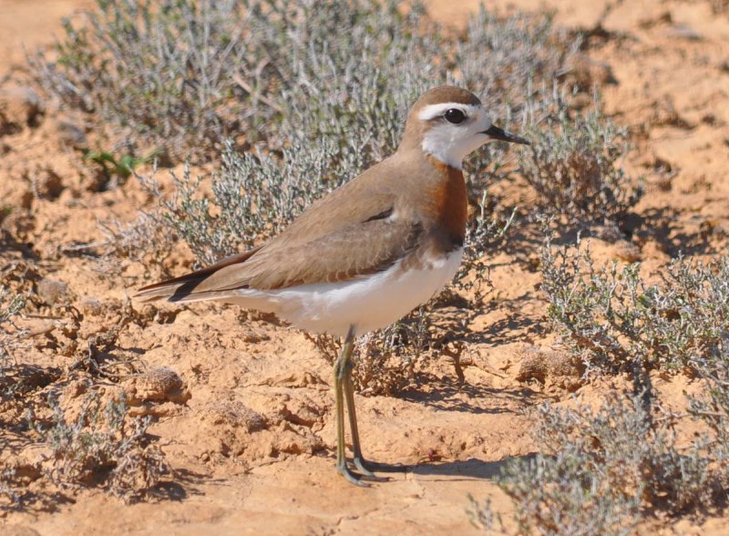 Каспийский зуёк (Charadrius asiaticus)