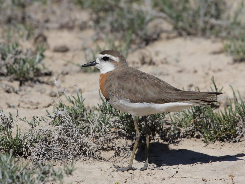The Caspian Plover (Charadrius asiaticus)
