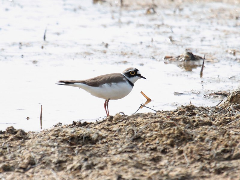 The little Ringed Plover (Charadrius dubius)