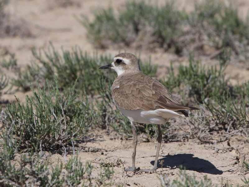 Каспийский зуёк (Charadrius asiaticus)