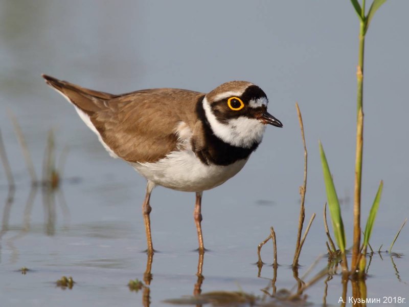 Двухполосый зуёк (Charadrius bicinctus)