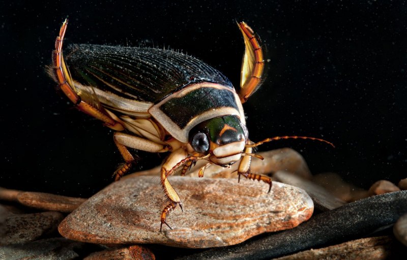 Жук-плавунец Dytiscus marginalis
