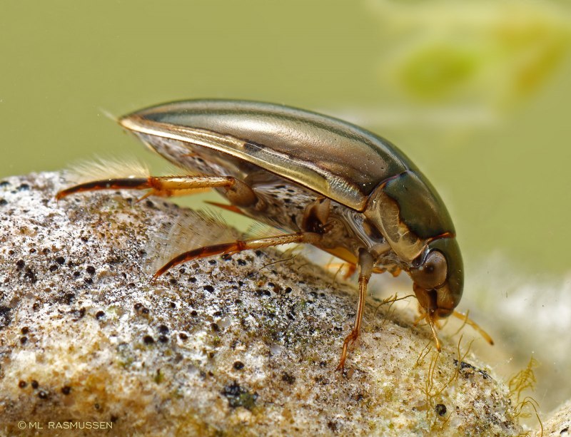 Жук-плавунец (Dytiscus marginatus)