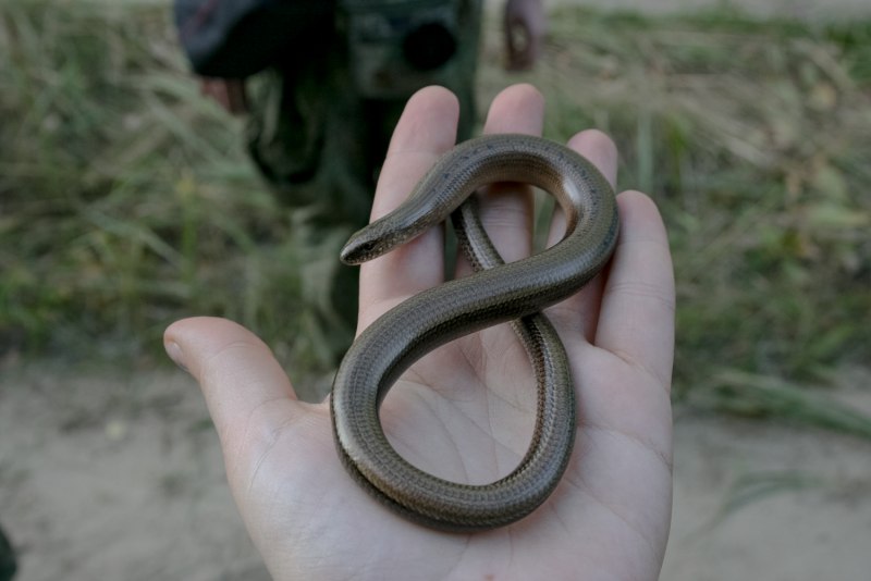 Змея сливень (64 фото)