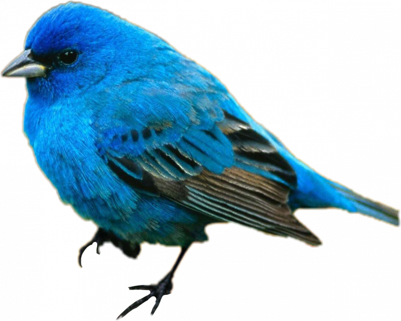 Зяблик (fringílla COÉLEBS)