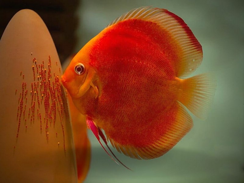Symphysodon Discus