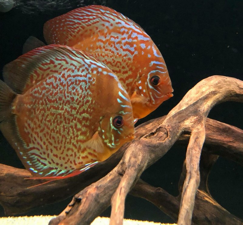 Symphysodon aequifasciata axelrodi