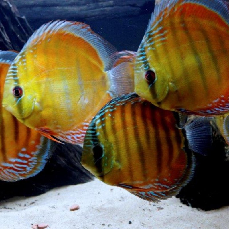 Discus interpubicus