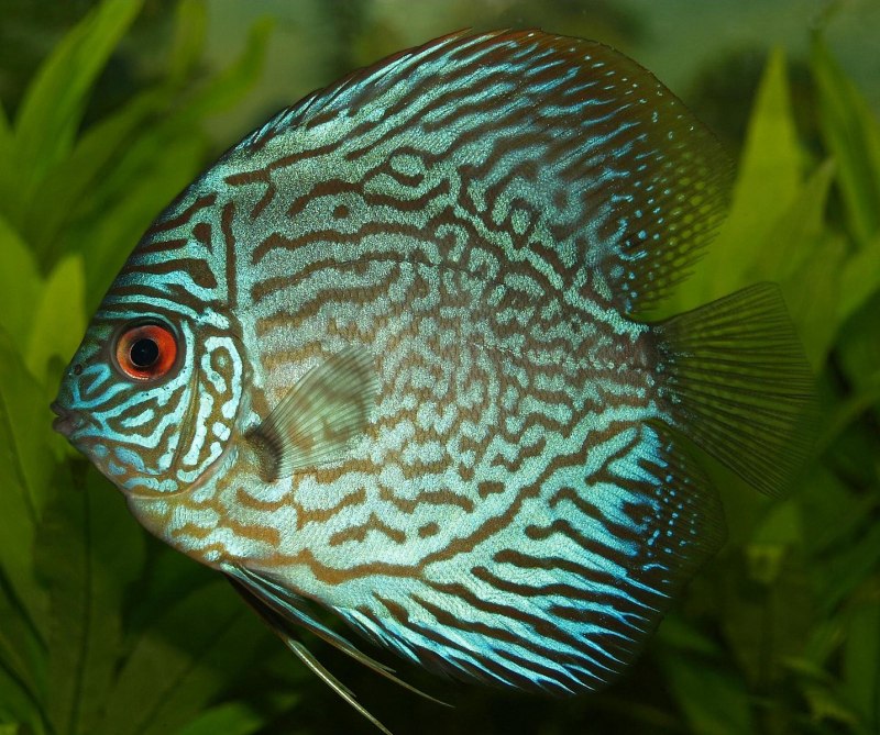 Дискус Хеккеля (Symphysodon Discus)