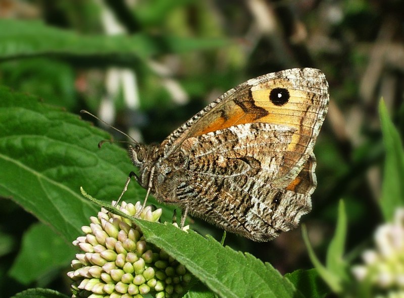 Семела бабочка (52 фото)
