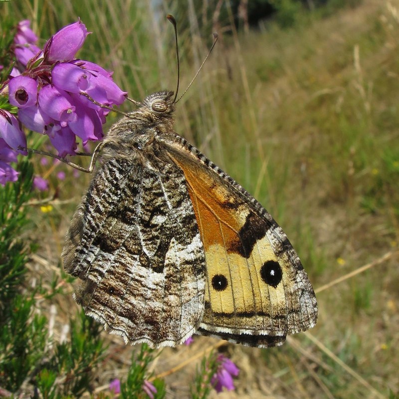 Hipparchia Semele