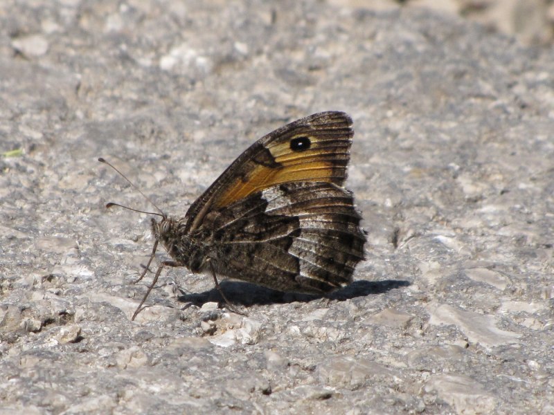 Hipparchia Semele