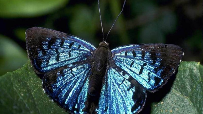 Papilio Rumanzovia бабочка
