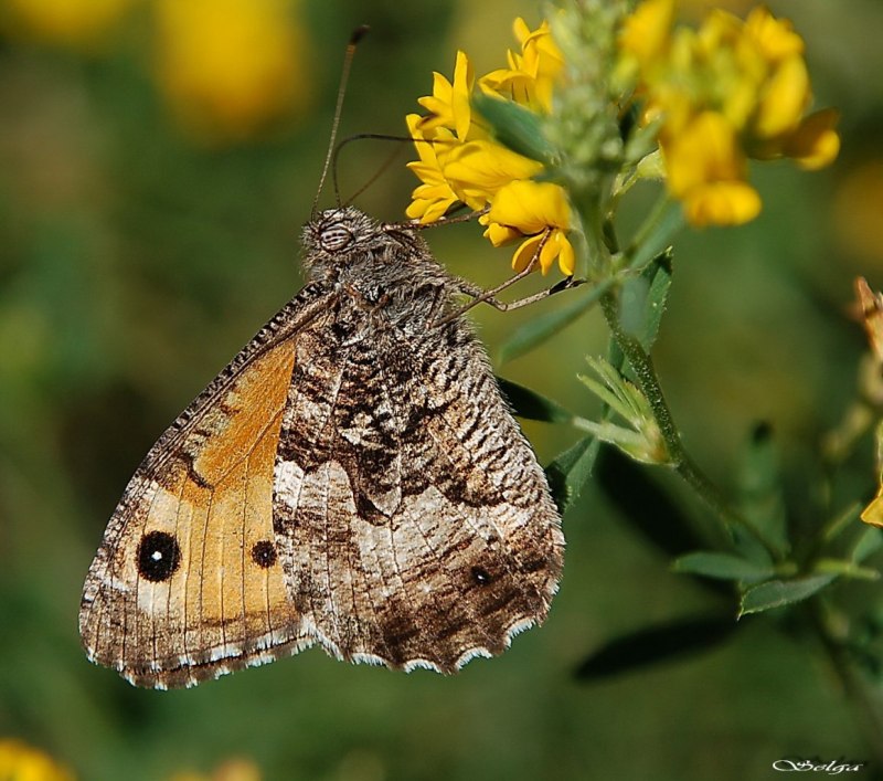 Hipparchia Semele