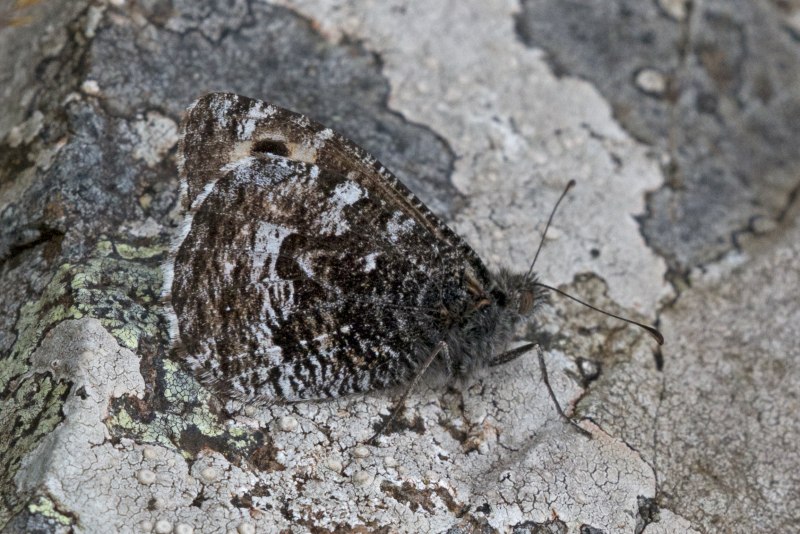Hipparchia Semele