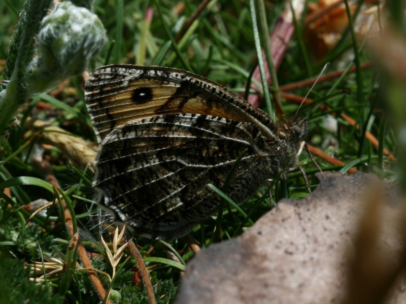 Papilio appalachiensis
