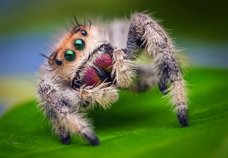 Пауков-скакунов (Salticidae)