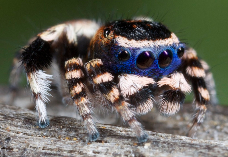 Maratus personatus