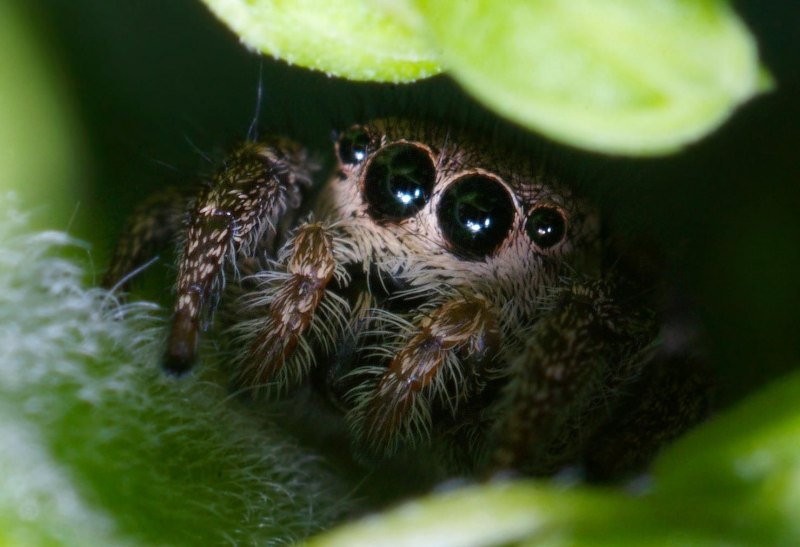 Глазастый паук (60 фото)