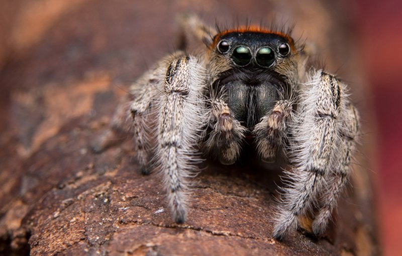 Phidippus Audax
