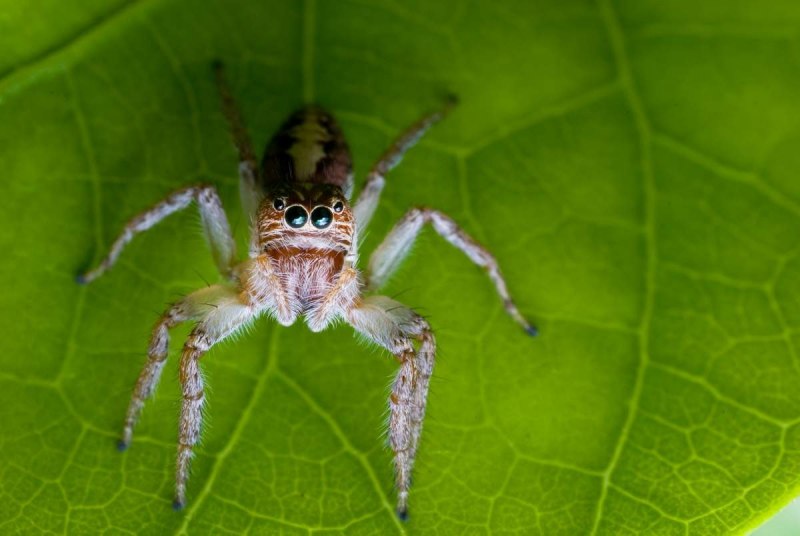 Salticidae пауки-скакуны
