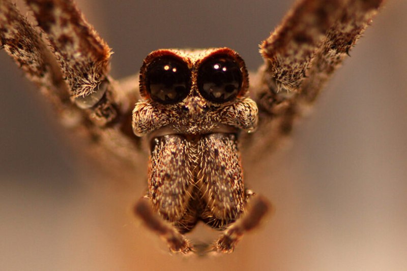 Ogre faced Spider