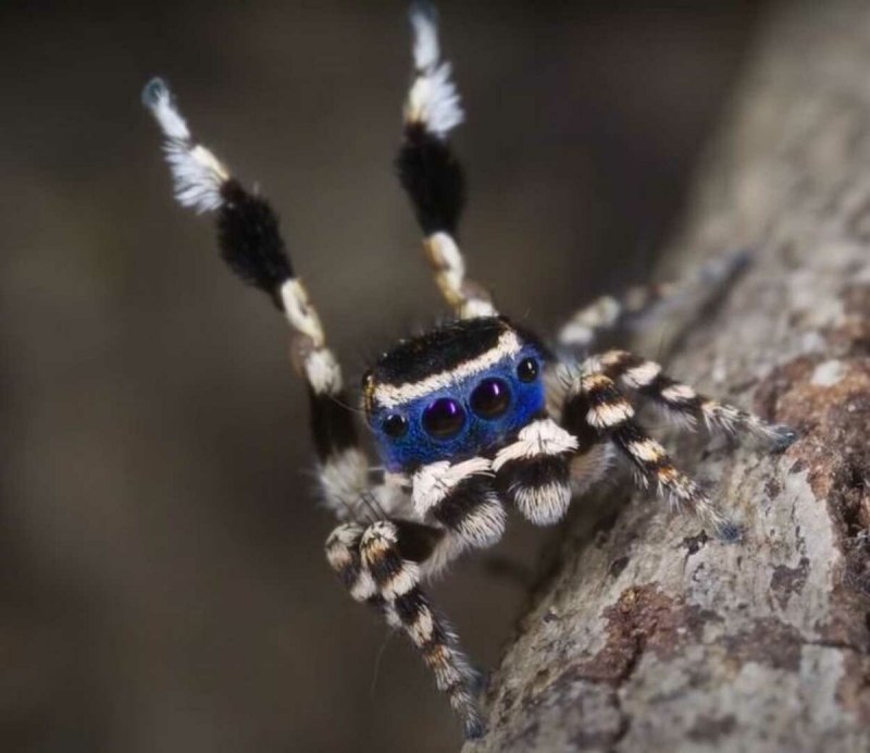 Maratus personatus паук