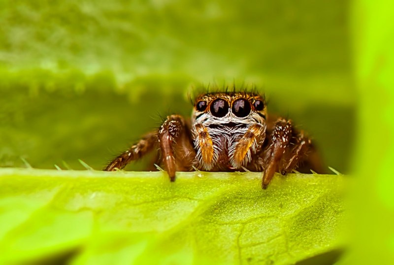 Salticidae пауки-скакуны
