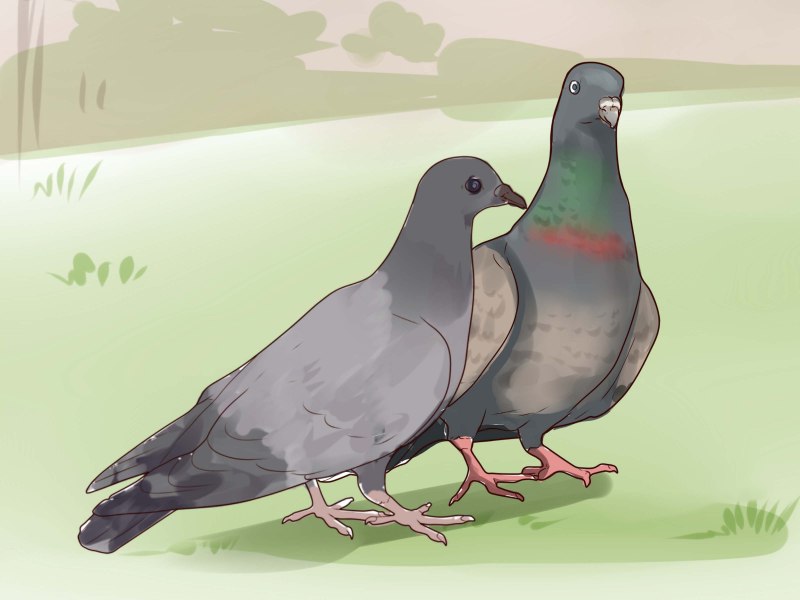Pigeon pattern