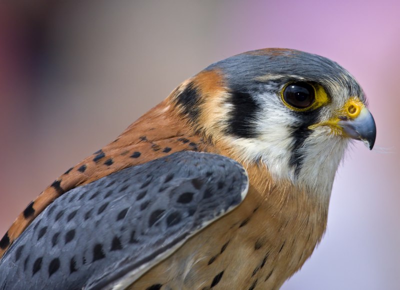 Kestrel птица