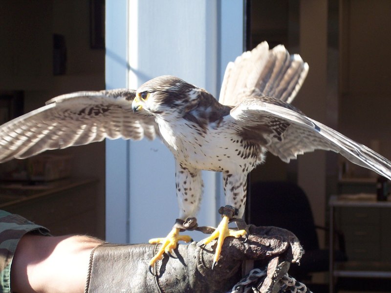 Falcons rare