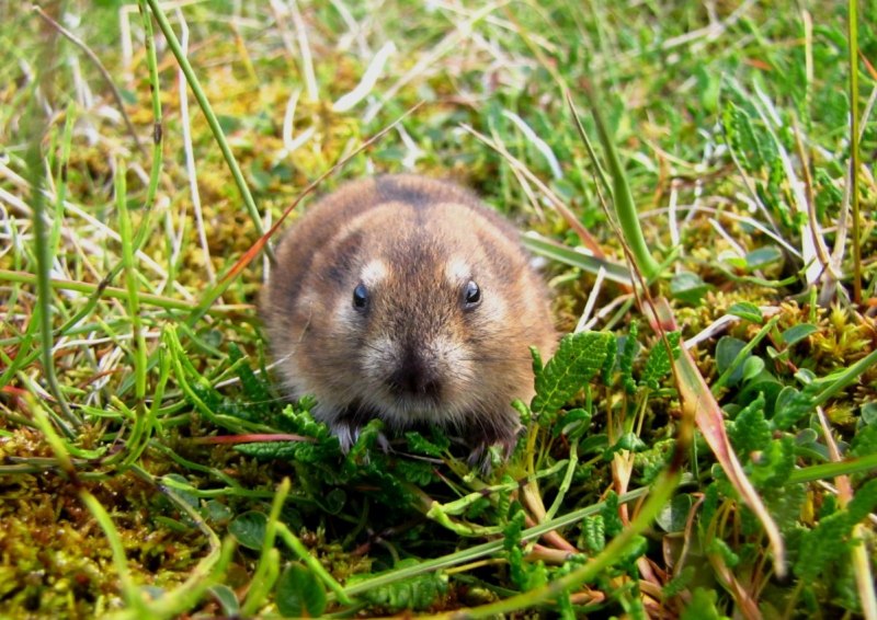 Сибирский лемминг Lemmus sibiricus