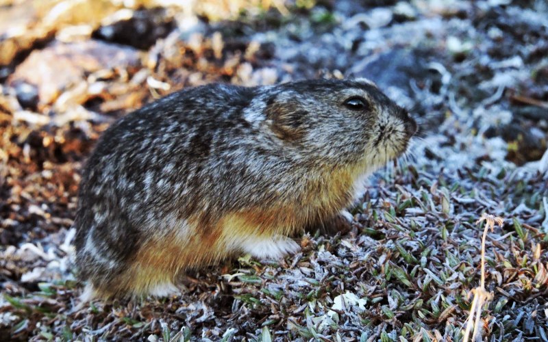 Сибирский лемминг Lemmus sibiricus